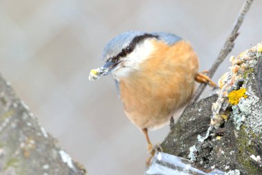 Avrasya tımarhanesi (Sitta europaea)