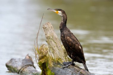 Büyük Karabatak (Phalacrocorax karbo)