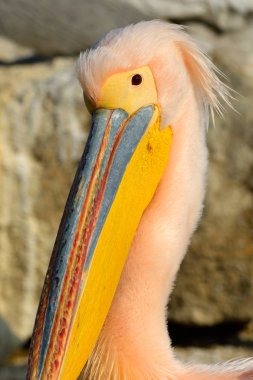 beyaz pelikan (Pelecanus onocrotalus)