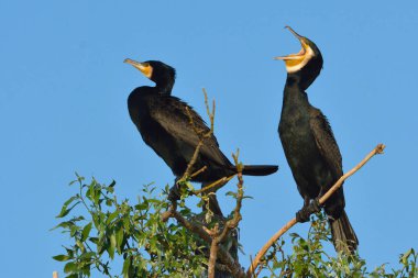 Büyük Karabatak (Phalacrocorax karbo)
