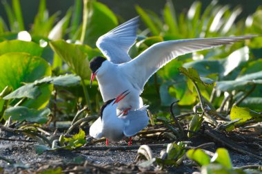 Genel Tern (Sterna hirundo)
