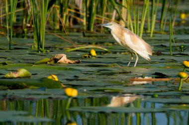 Alaca balıkçıl (Ardeola ralloides)