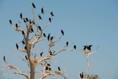 Büyük Karabatak (Phalacrocorax karbo)