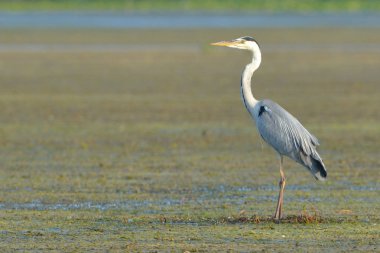 Gri balıkçıl (Ardea cinerea) gıda için arama
