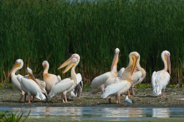 beyaz pelikan (Pelecanus onocrotalus)