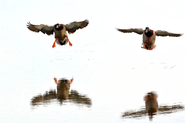 Dva muži kachna kachna divoká (Anas platyrhynchos) — Stock fotografie