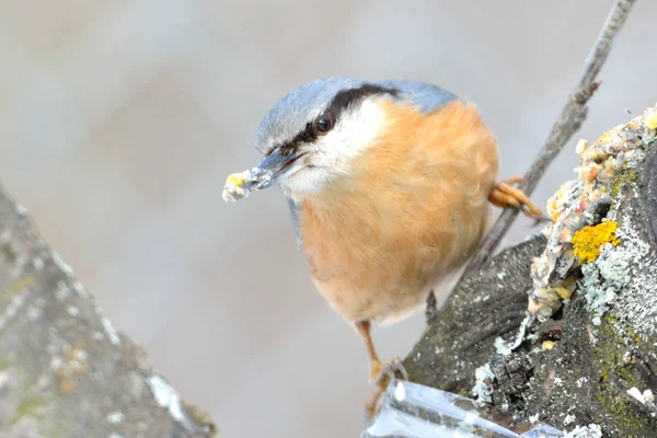 Евразия (Sitta europaea) — стоковое фото