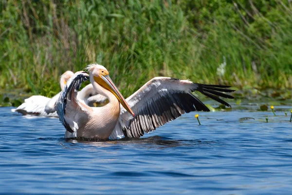 Pelikan biały (Pelecanus onocrotalus) — Zdjęcie stockowe