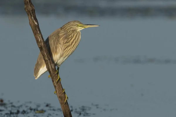 Squacco Heron (Ardeola ralloides) — Stock Photo, Image