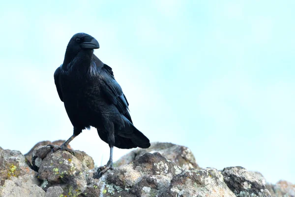 Cuervo común (Corvus corax) — Foto de Stock