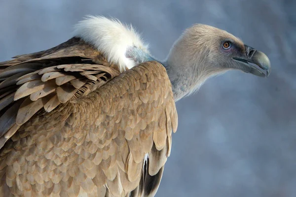 Griffon Vulture portret in de Winter — Stockfoto