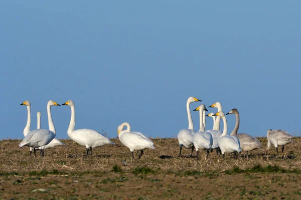 Whooper swan (Cygnus cygnus) — Stock Photo, Image