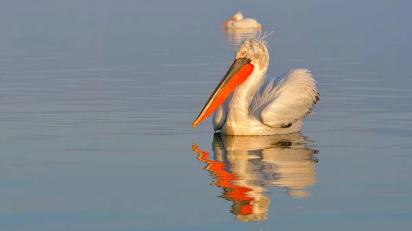 Dalmatische pelikaan (Pelecanus crispus)) — Stockfoto