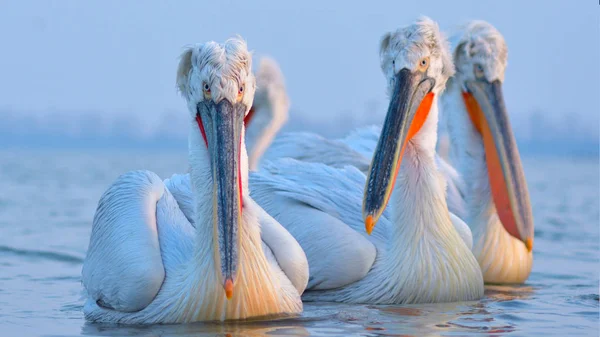 达尔马提亚鹈鹕(Pelecanus crispus)) — 图库照片