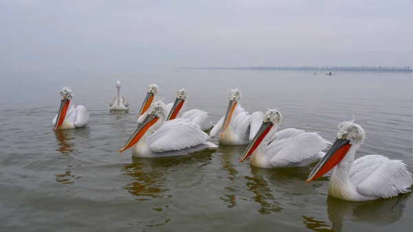 达尔马提亚鹈鹕(Pelecanus crispus)) — 图库照片