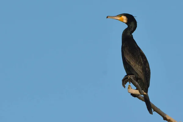 Mare cormoran (phalacrocorax carbo ) — Fotografie, imagine de stoc