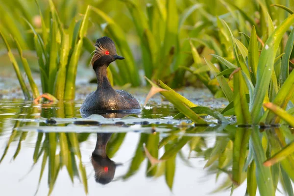 Black-necked grebe (Podiceps nigricollis) — Stock Photo, Image