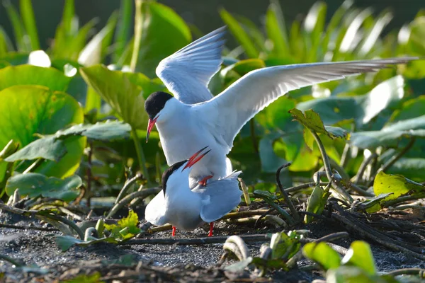 Common tern (Sterna hirundo) — Stock Photo, Image