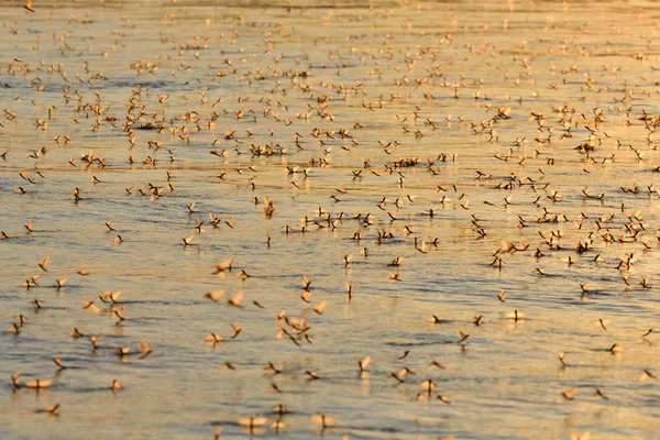 Un'invasione di Mayfly a coda lunga nella luce del tramonto — Foto Stock