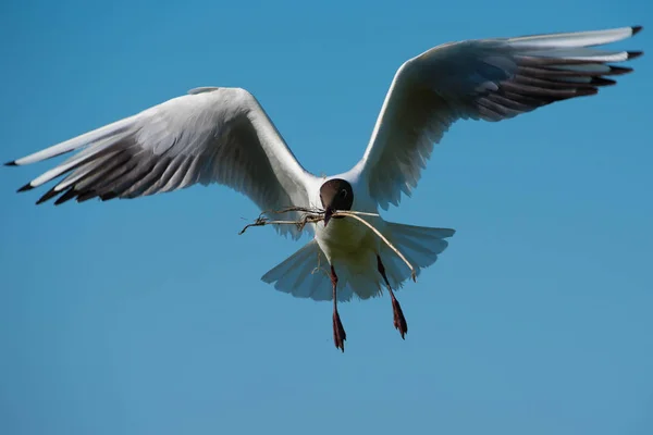 Black Headed Gull (Chroicocephalus ridibundus) — Stock Photo, Image