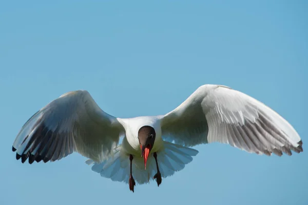 黒い頭カモメ (港区 chroicocephalus) — ストック写真