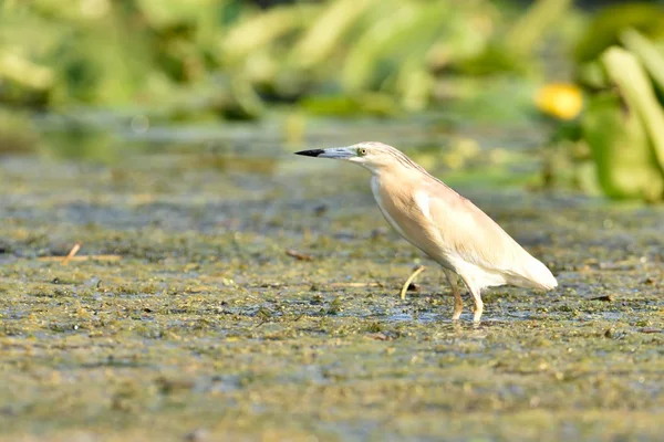 Squacco Heron (Ardeola rfelides) ) — стоковое фото