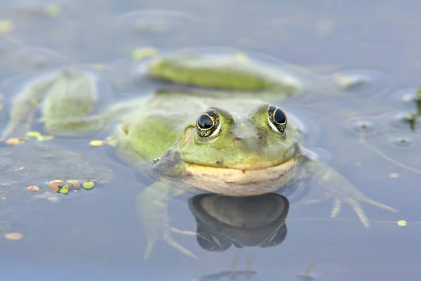 Їстівна жаба на воді — стокове фото