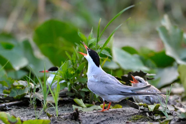 Vanlig Tern (Sterna hirundo) — Stockfoto