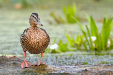 Yeşilbaş ördek (Anas platyrhynchos)