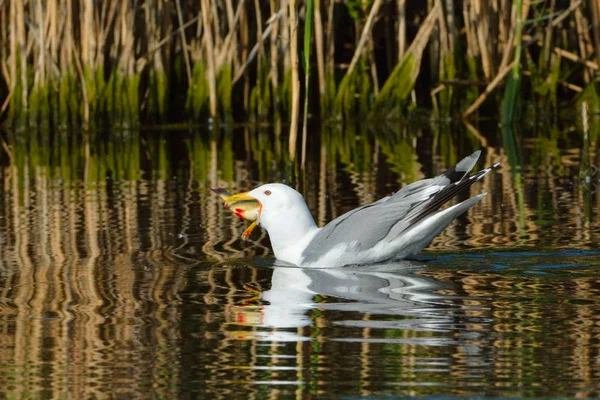 Kaspian frajer (Larus cachinnans) — Zdjęcie stockowe