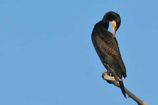 Great cormorant (Phalacrocorax carbo) — Stock Photo, Image