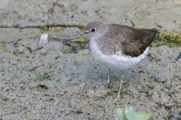 Bécasseau des bois (tringa glareola ) — Photo