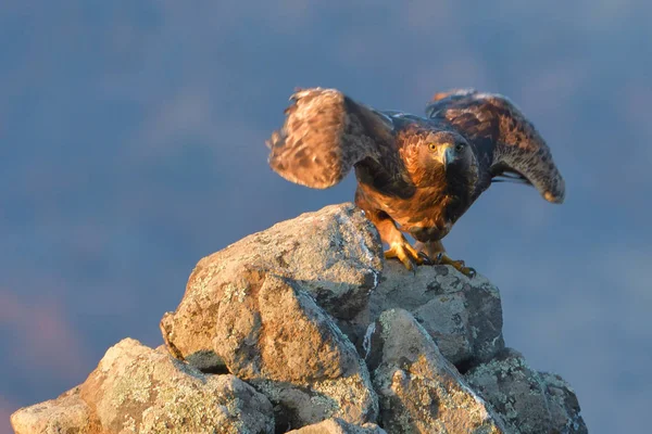 Aquila d'oro decollare da una roccia — Foto Stock