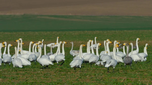 Cisne de Whooper (Cygnus cygnus ) — Fotografia de Stock