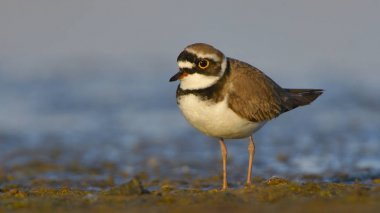 küçük halkalı yağmurkuşu (charadrius dubius)
