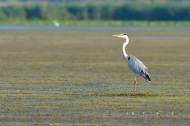 Gri balıkçıl (Ardea cinerea) gıda için arama