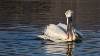 Dalmaçyalı pelikan (Pelecanus crispus)