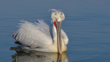 Dalmaçyalı pelikan (Pelecanus crispus)