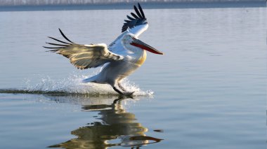 Dalmaçyalı pelikan (Pelecanus crispus)