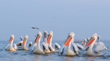 Dalmaçyalı pelikan (Pelecanus crispus)