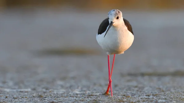 Black Winged Stilt (Himantopus himantopus) — Stock Photo, Image