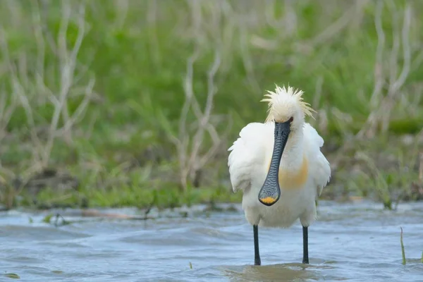 Евразийская ложка (Platalea leucorodia) — стоковое фото