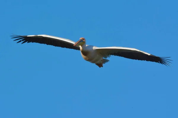 White Pelican (Pelecanus onocrotalus) — Stock Photo, Image