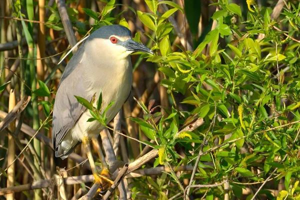 Schwarzkronenreiher (nycticorax nycticorax)) — Stockfoto