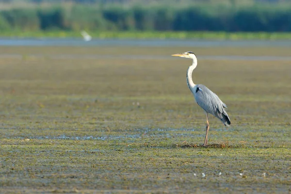 Graureiher (ardea cinerea) auf Nahrungssuche — Stockfoto