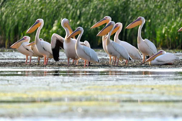 Beyaz pelikan (Pelecanus onocrotalus) — Stok fotoğraf