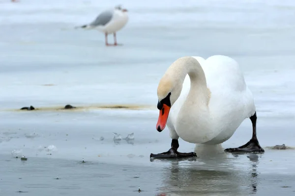 Doofstomme zwaan (Cygnus olor) — Stockfoto