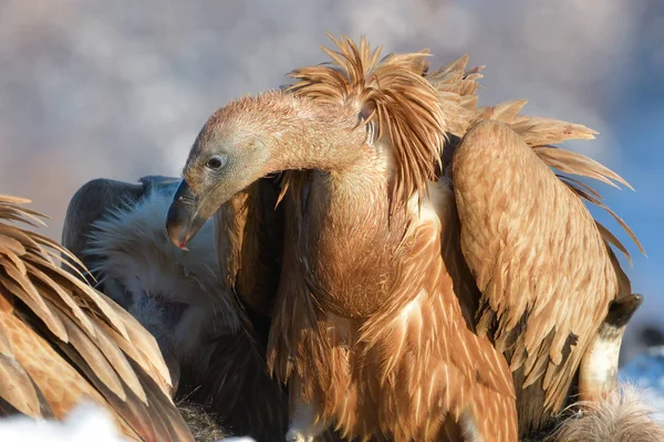 Abutre Griffon na paisagem de inverno — Fotografia de Stock