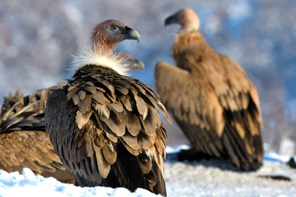 Griffon Abutres na paisagem de inverno, nas montanhas — Fotografia de Stock