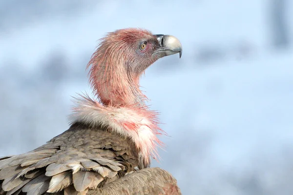 Griffon abutre retrato no inverno — Fotografia de Stock